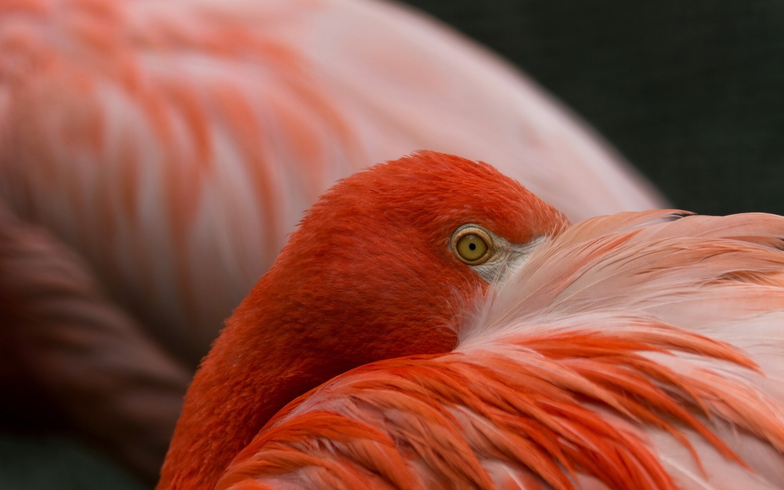 There is a close up of a flamingo with its head turned (flamingo, bird, beak, water bird, fauna)