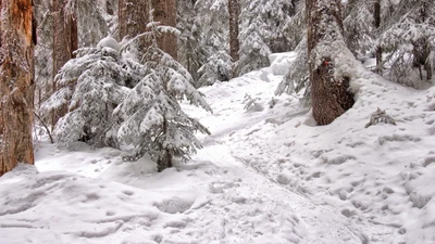 Sentier enneigé à travers une forêt gelée en hiver.