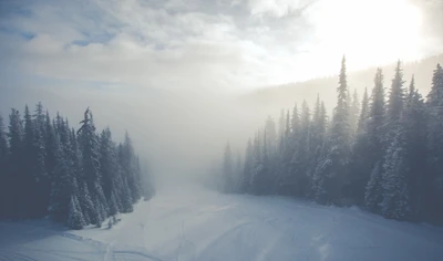 niebla, bosque, nieve, árbol, invierno