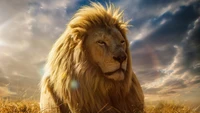 lion, nature, masai lion, felidae, big cats wallpaper