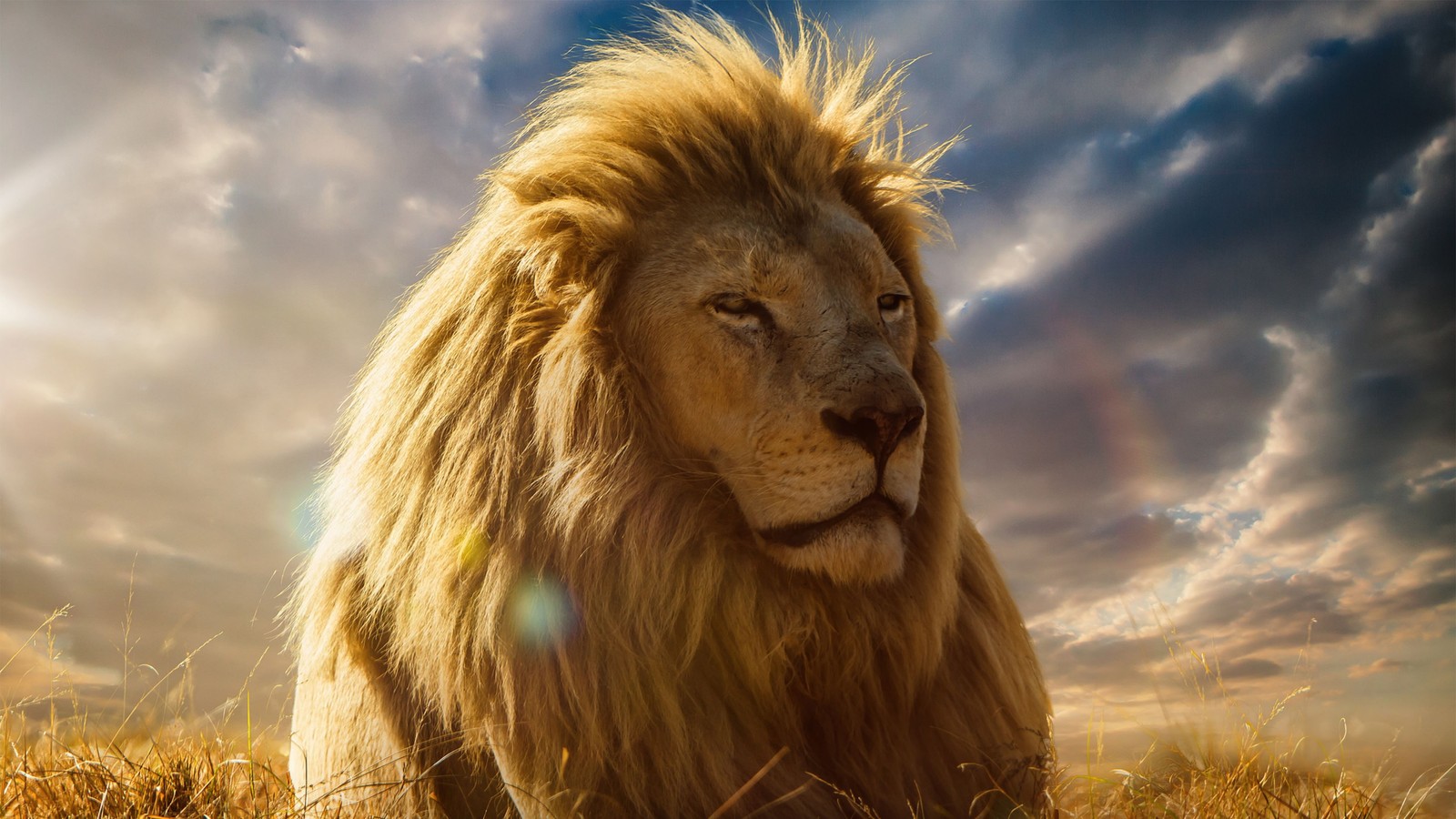 A close up of a lion laying in a field of grass (lion, nature, masai lion, felidae, big cats)