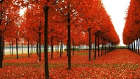 autumn, season, tree, leaf, deciduous wallpaper