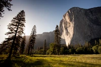 El Capitan no Vale de Yosemite: montanha majestosa e pinheiros altos na luz dourada