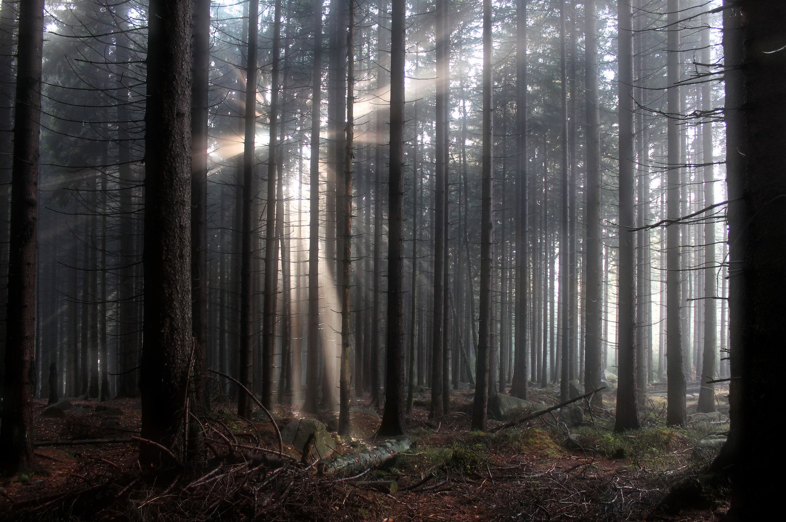 Baixar papel de parede floresta, árvore, luz, ray, madeira