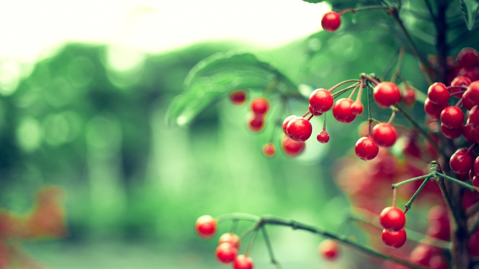 Há muitas bagas vermelhas em uma árvore no jardim (natureza, ramo, vermelho, verde, fruta)