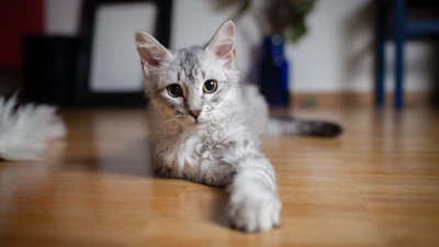 Adorables silbernes Tabby-Kätzchen mit auffälligen Augen, das verspielt auf einem Holzboden liegt.