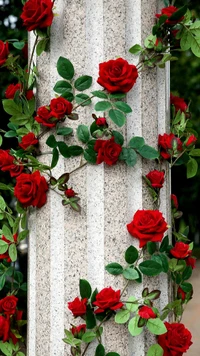 Vibrant Red Roses Climbing a Pillar