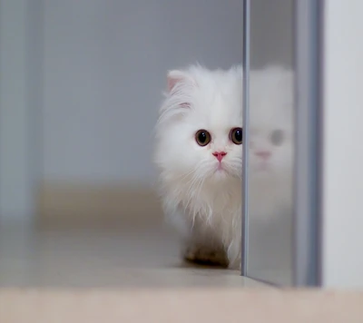 Gato branco curioso espiando por um canto