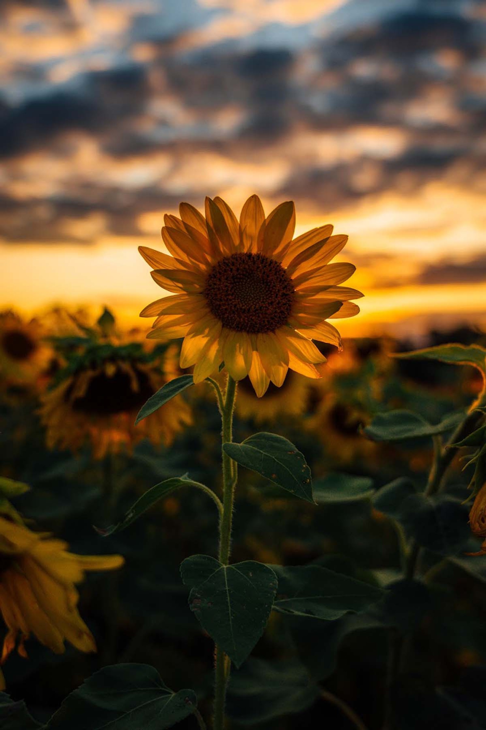 Gros plan d'un tournesol dans un champ avec un coucher de soleil en arrière-plan (fleur, rose, soleil, tournesol, lumière du soleil)