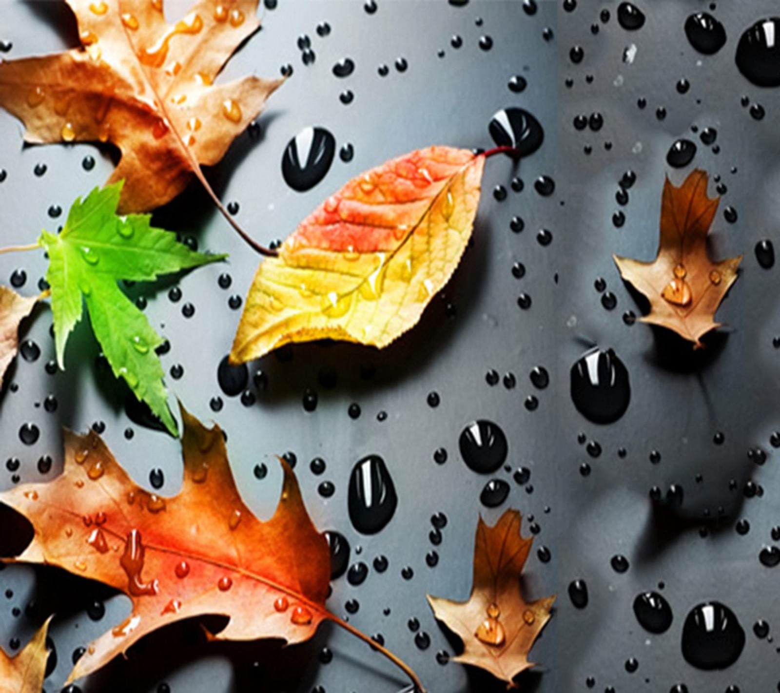 Des feuilles et des gouttes d'eau sur une surface métallique avec une feuille verte (génial, goutte, gouttes, feuille, feuilles)