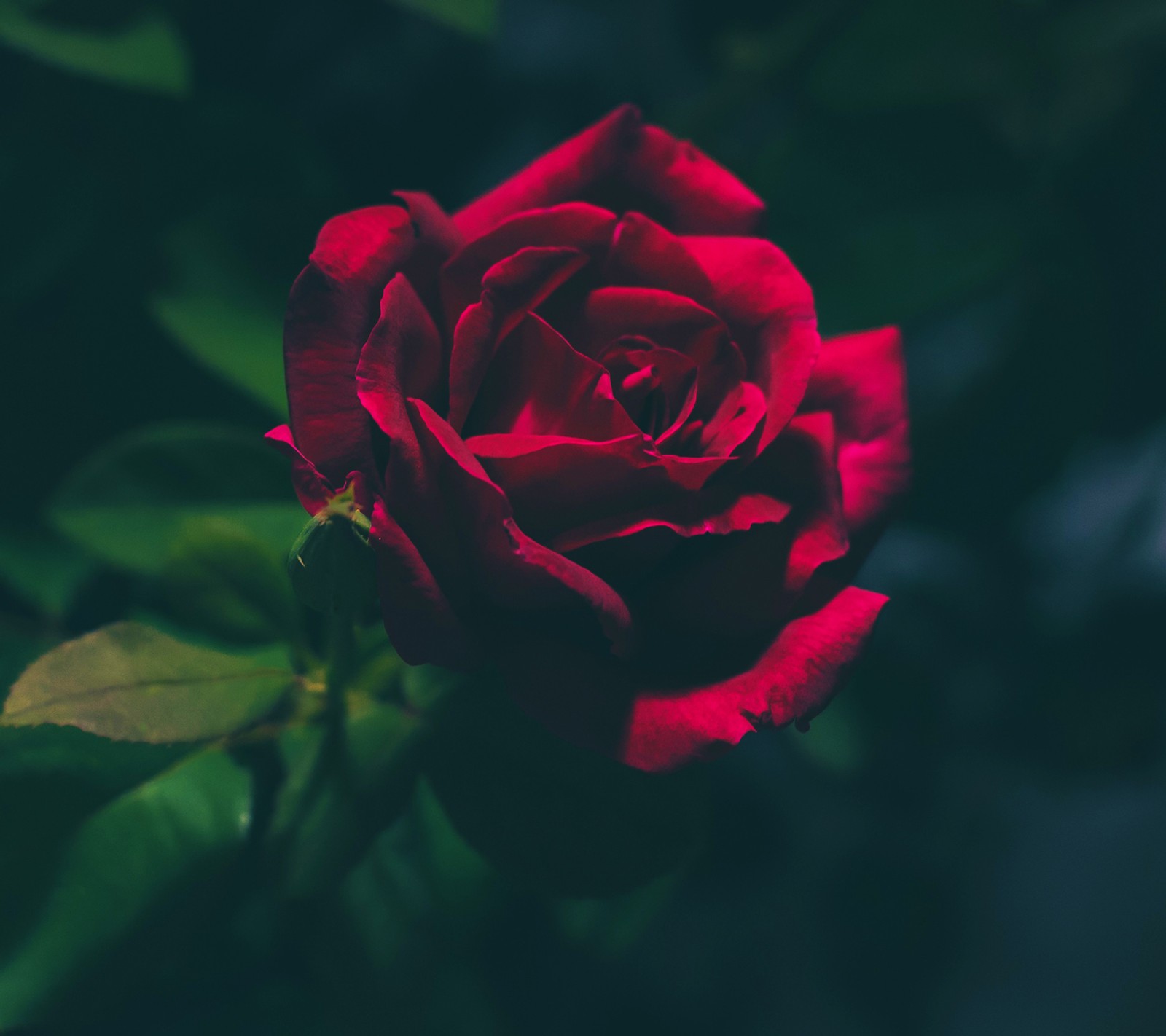 Un primer plano de una rosa roja con hojas verdes sobre un fondo oscuro (oscuro, flor, rojo, rosa)