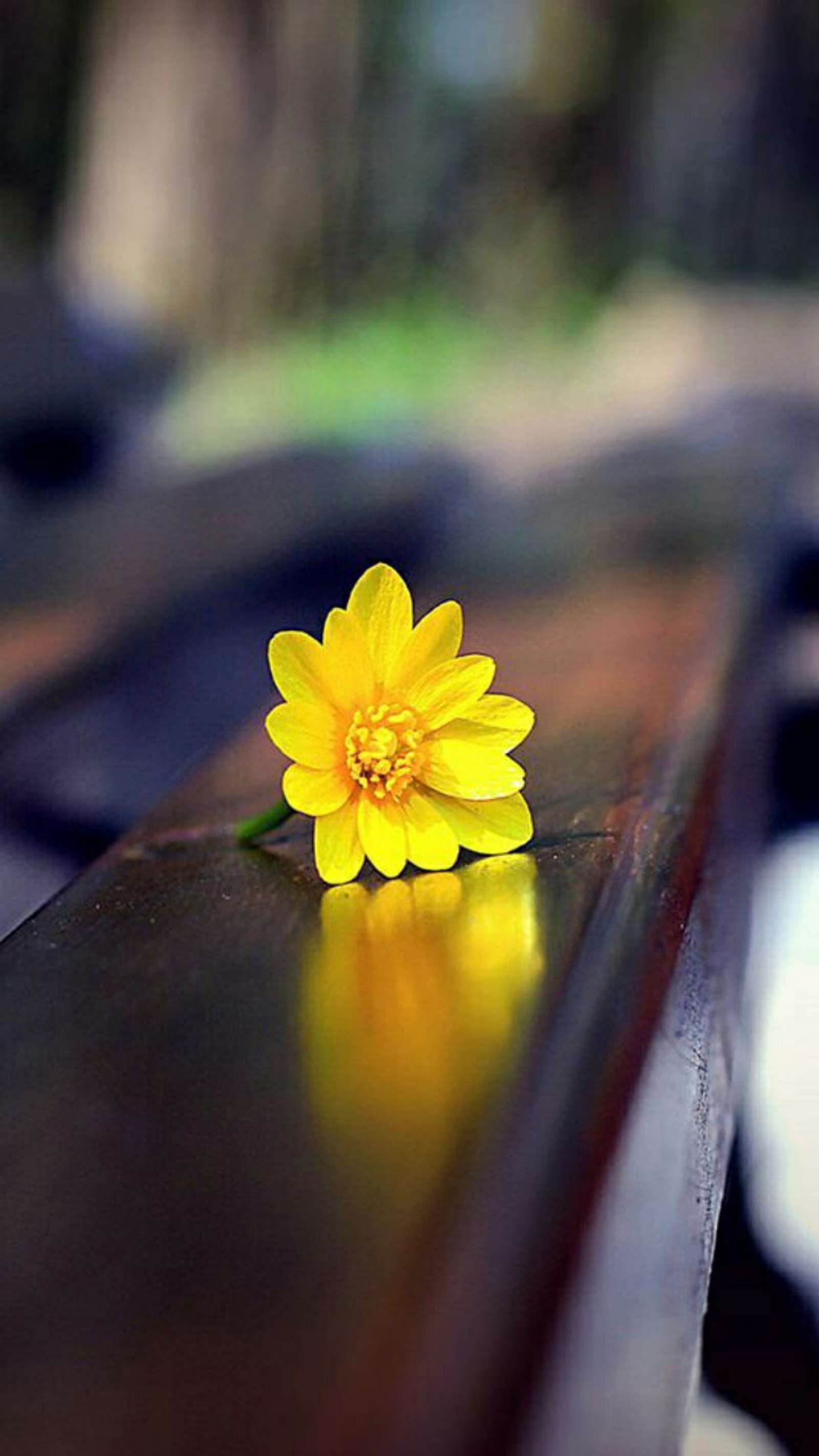 Yellow flower sitting on a bench in a park (beautiful, flower, yellow)