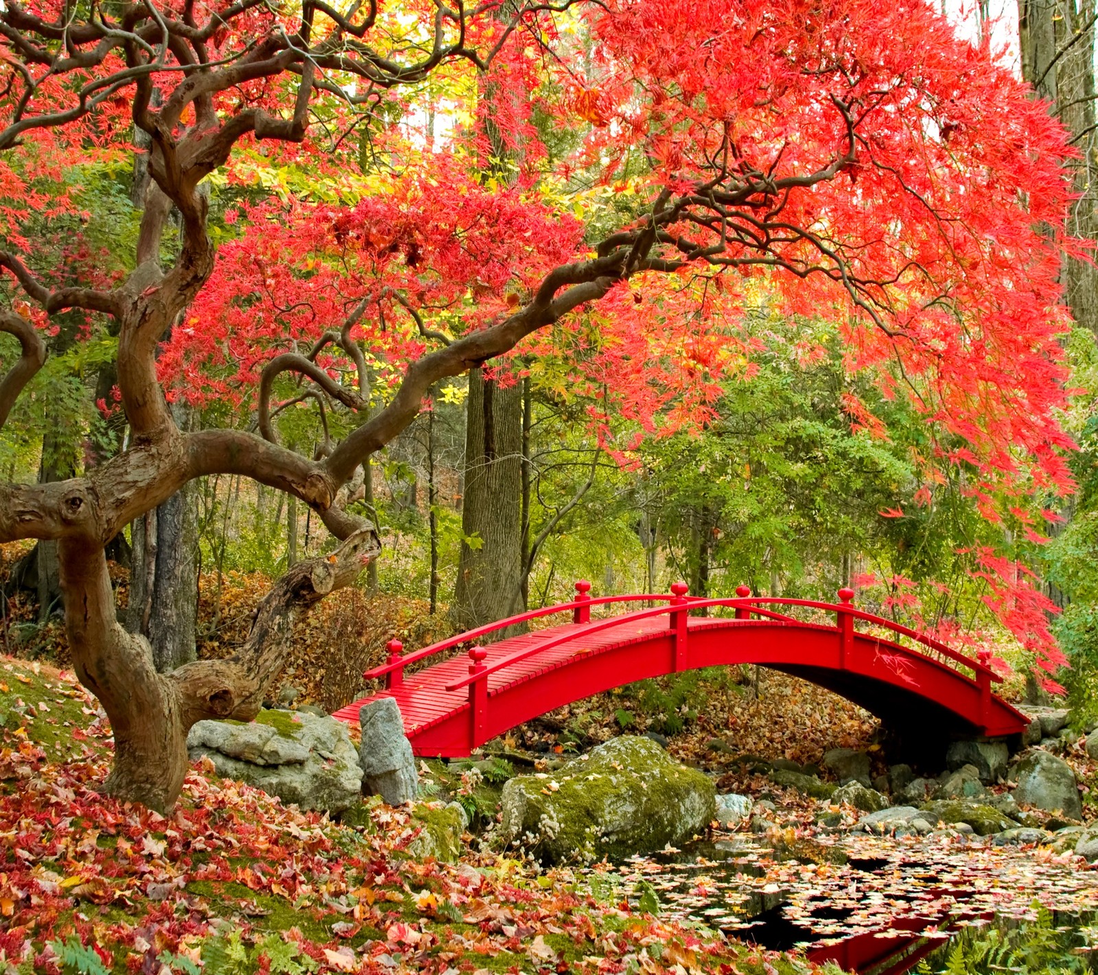 autumn, bridge, fall, forest, leaves wallpaper