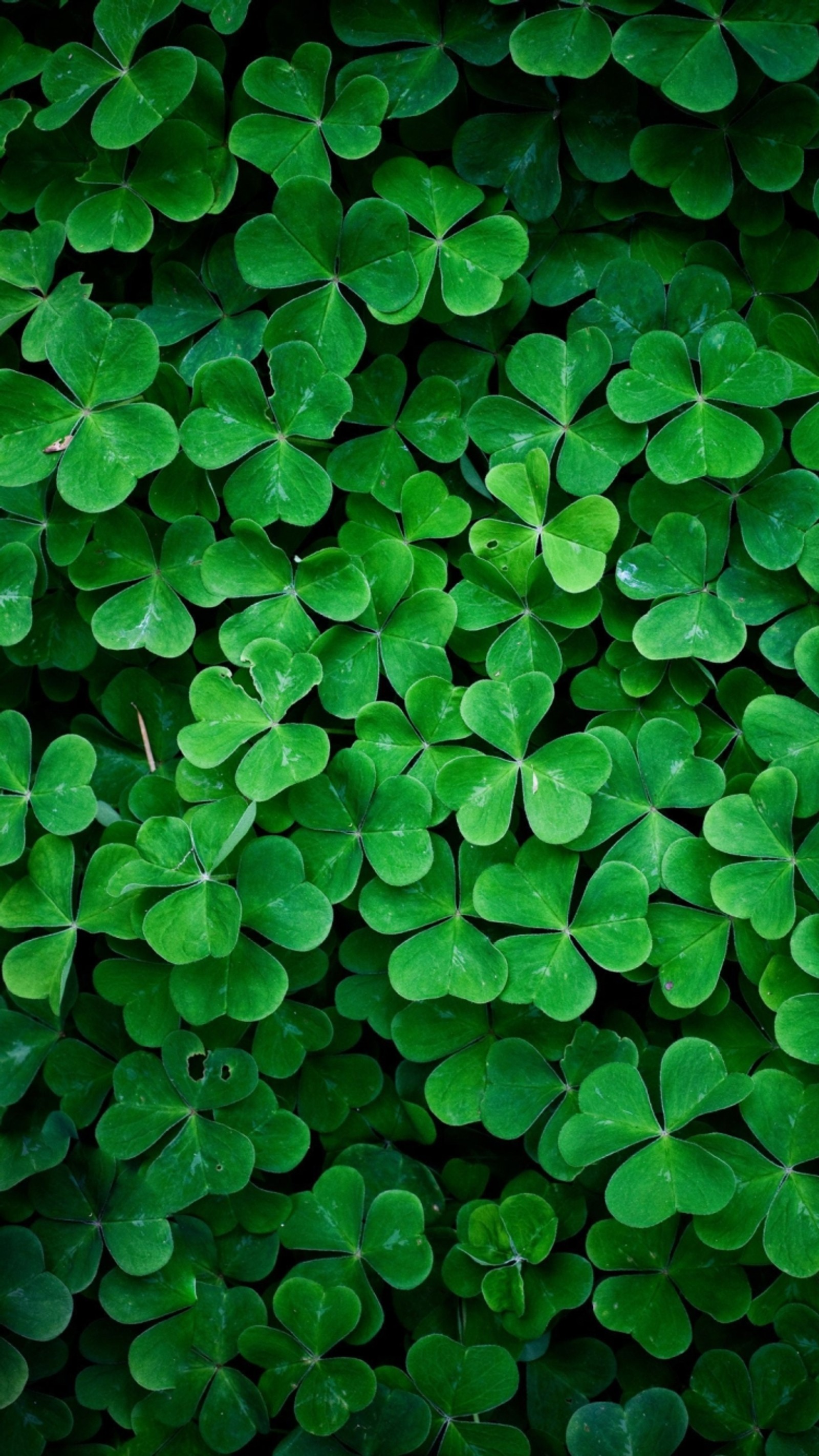 beautiful, clover, green, life, love wallpaper