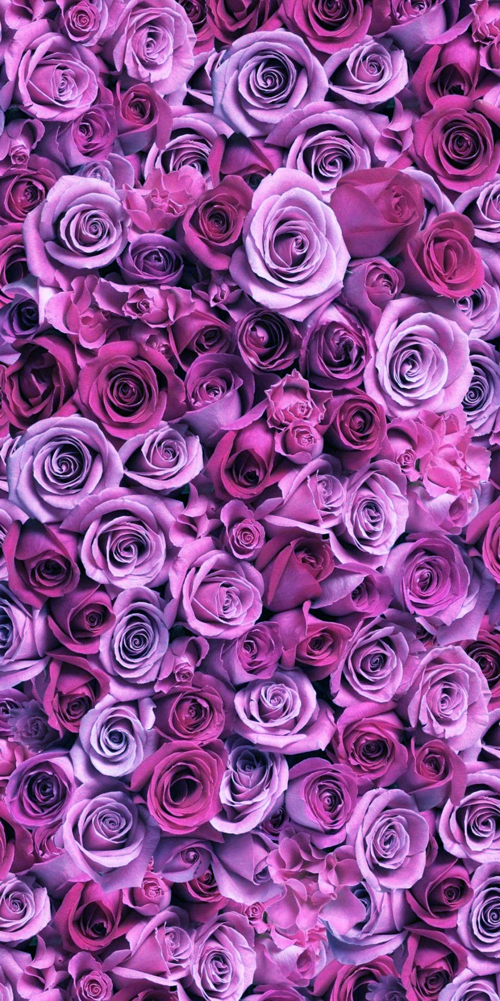 Des roses violettes sont disposées en grand groupe sur une table (fleurs, roses, cœurs, fleur, papier peint cœurs)