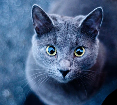 animal, bleu, chat, œil, animal de compagnie