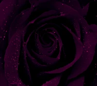 Elegante schwarze Rose mit Tauperlen