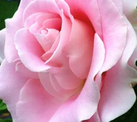 Delicate Pink Rose in Full Bloom