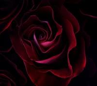 red, rose wallpaper