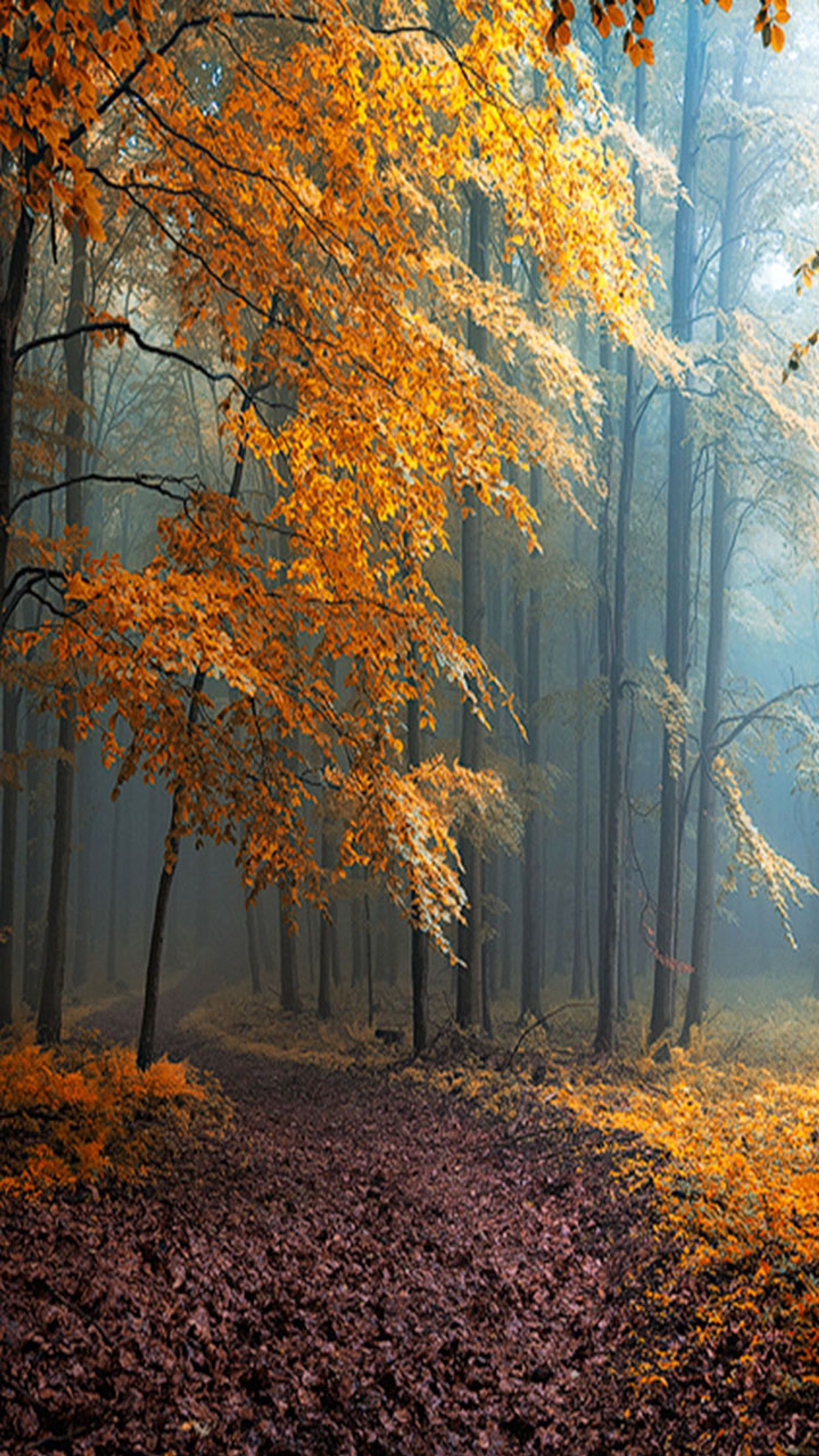 Trees with yellow leaves in a forest with a bench in the middle (autumn, forest)