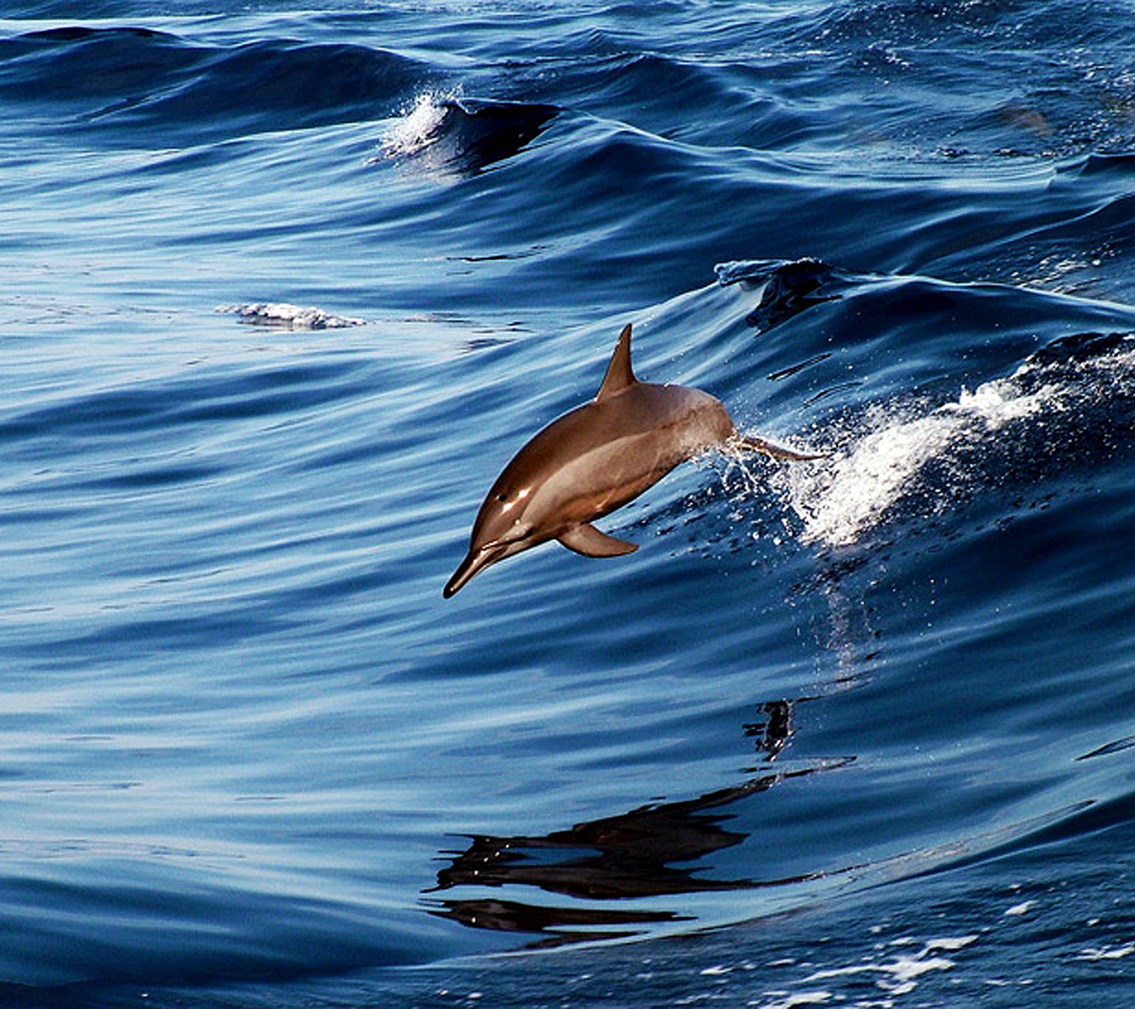 Dolphin jumping out of the water with its mouth open (dolphin, ocean)