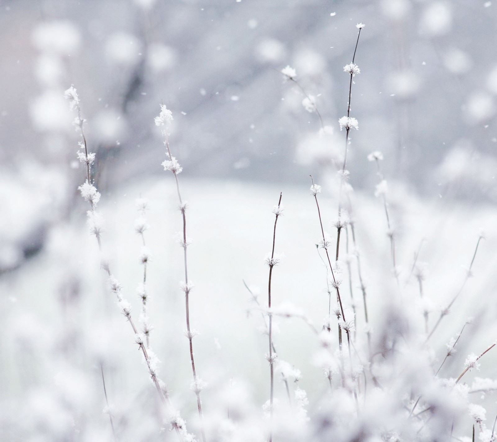 Há um pássaro pousado em um galho na neve (bokeh, frio, flores, gelo, macro)