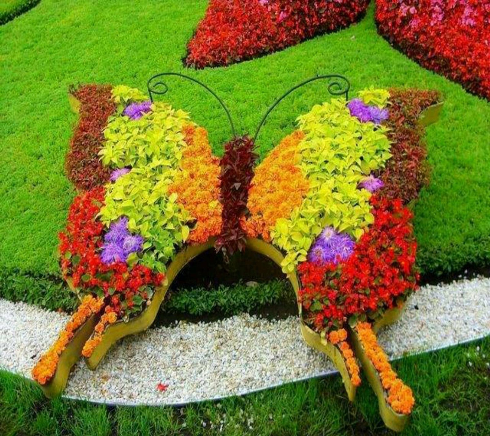 A close up of a butterfly made out of flowers on a lawn (butterfly, flower art)