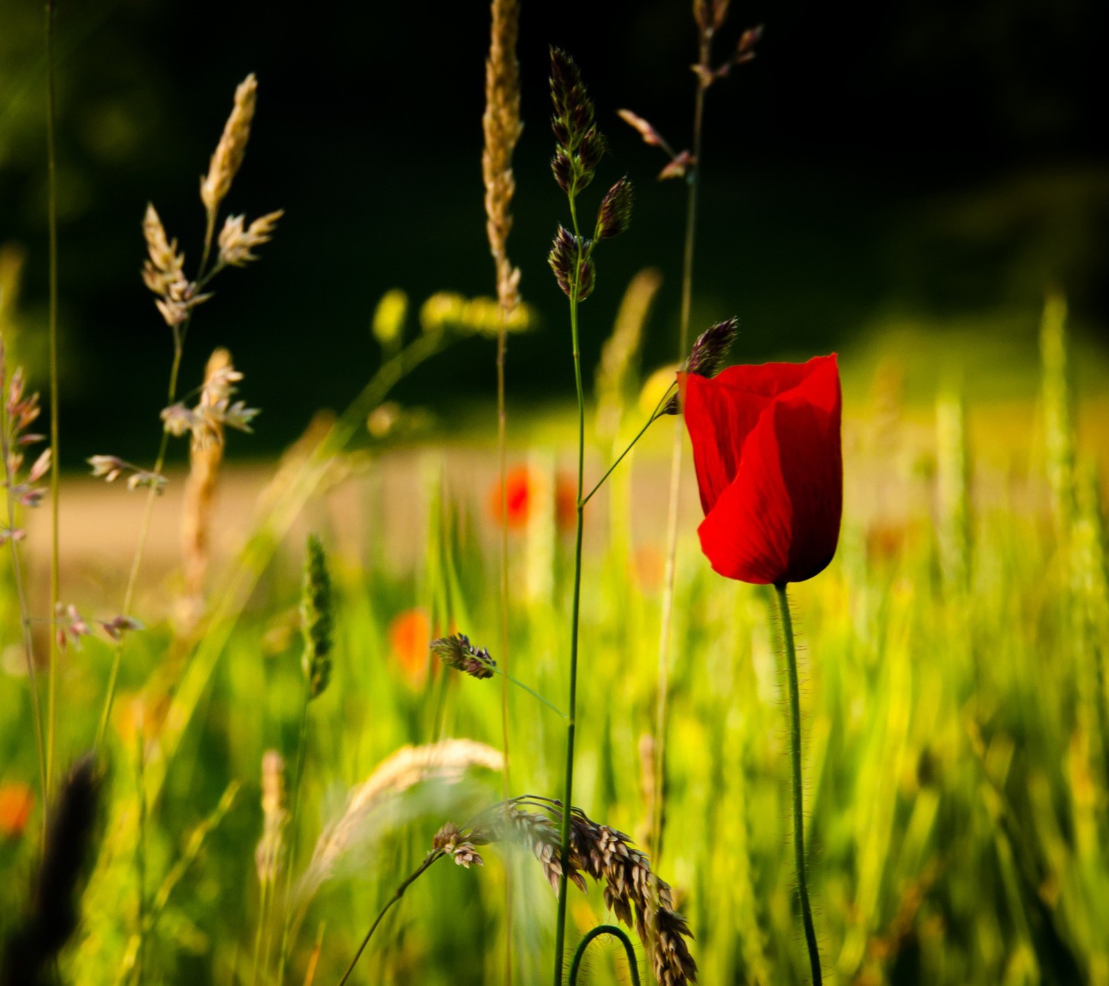 There is a red flower in the middle of a field of grass (grass, green, light, poppy, red)