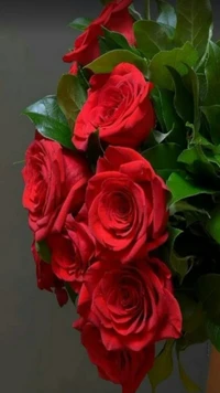 nature, red roses