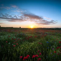 Prairie de fleurs sauvages vibrantes sous le ciel du crépuscule