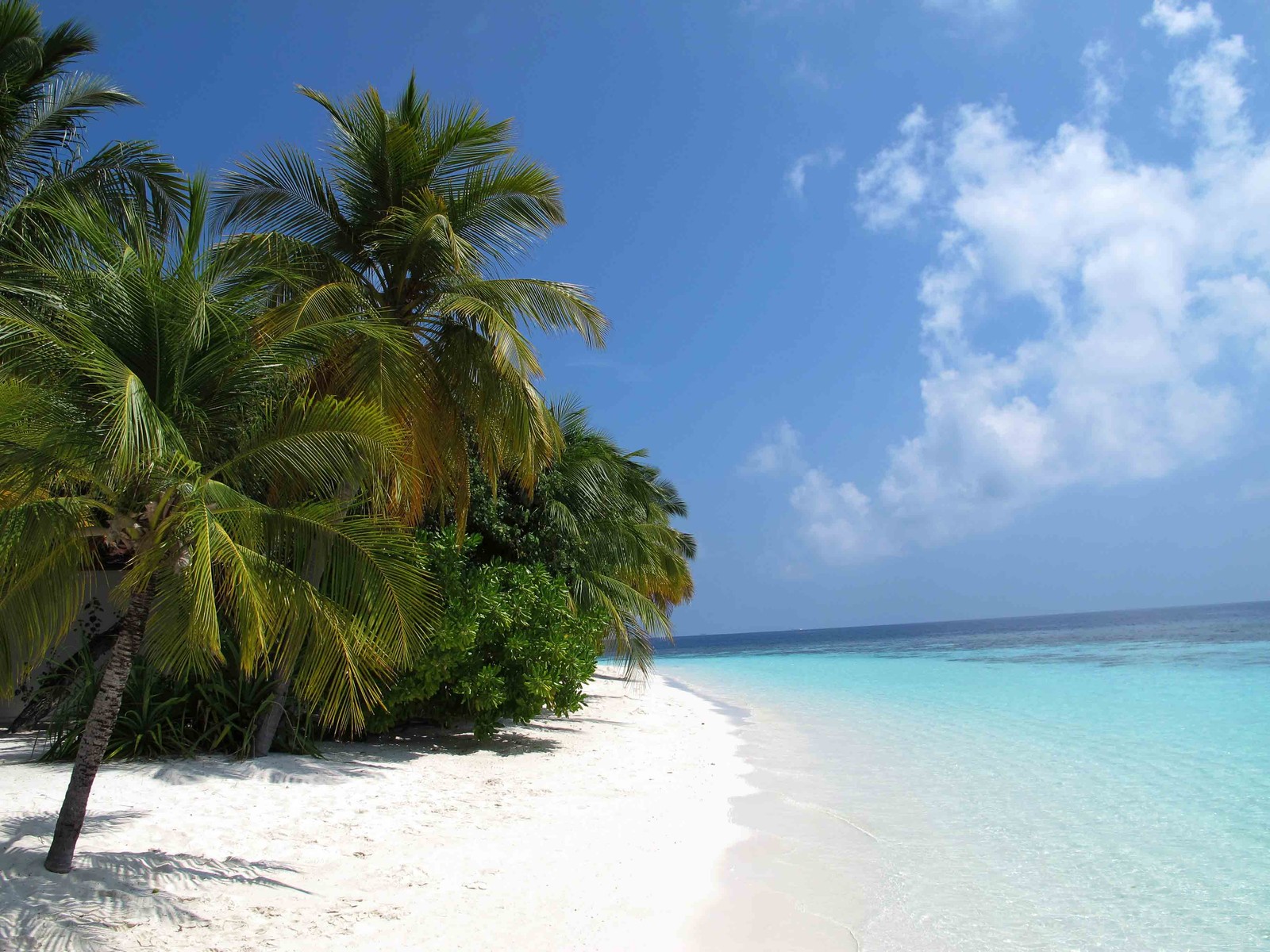 Téléchargez le fond d'écran plage, station, tropiques, palmier, caribéen