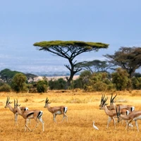 Weidende Antilopen in der Maasai Mara Savanne