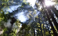 bosque, árbol, naturaleza, luz solar, vegetación