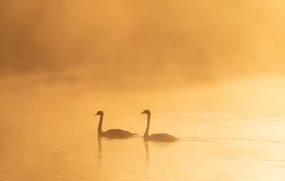 Cisnes serenos deslizándose a través de un lago brumoso al amanecer