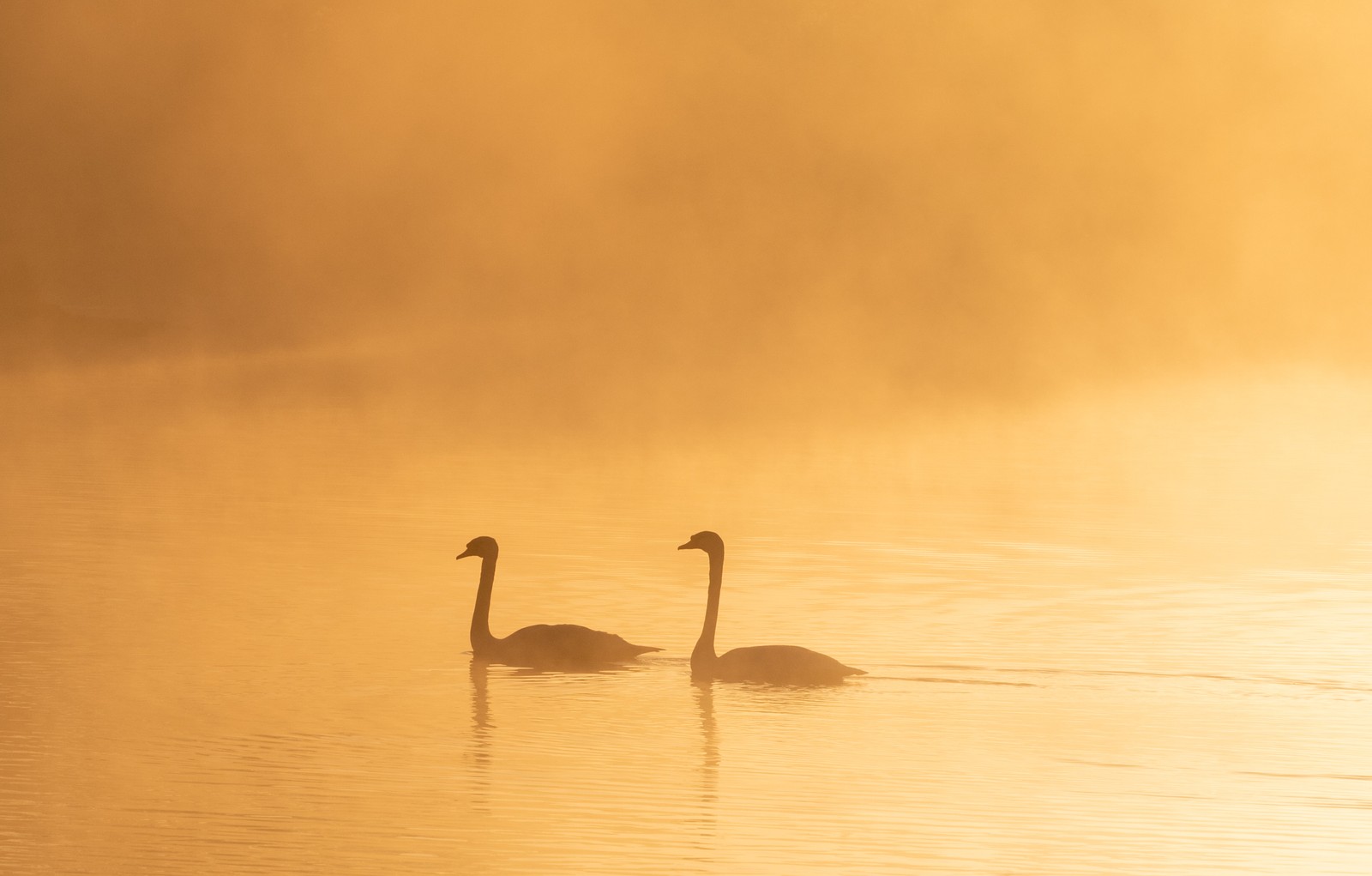 bird, water bird, swan, water, beak Download Wallpaper