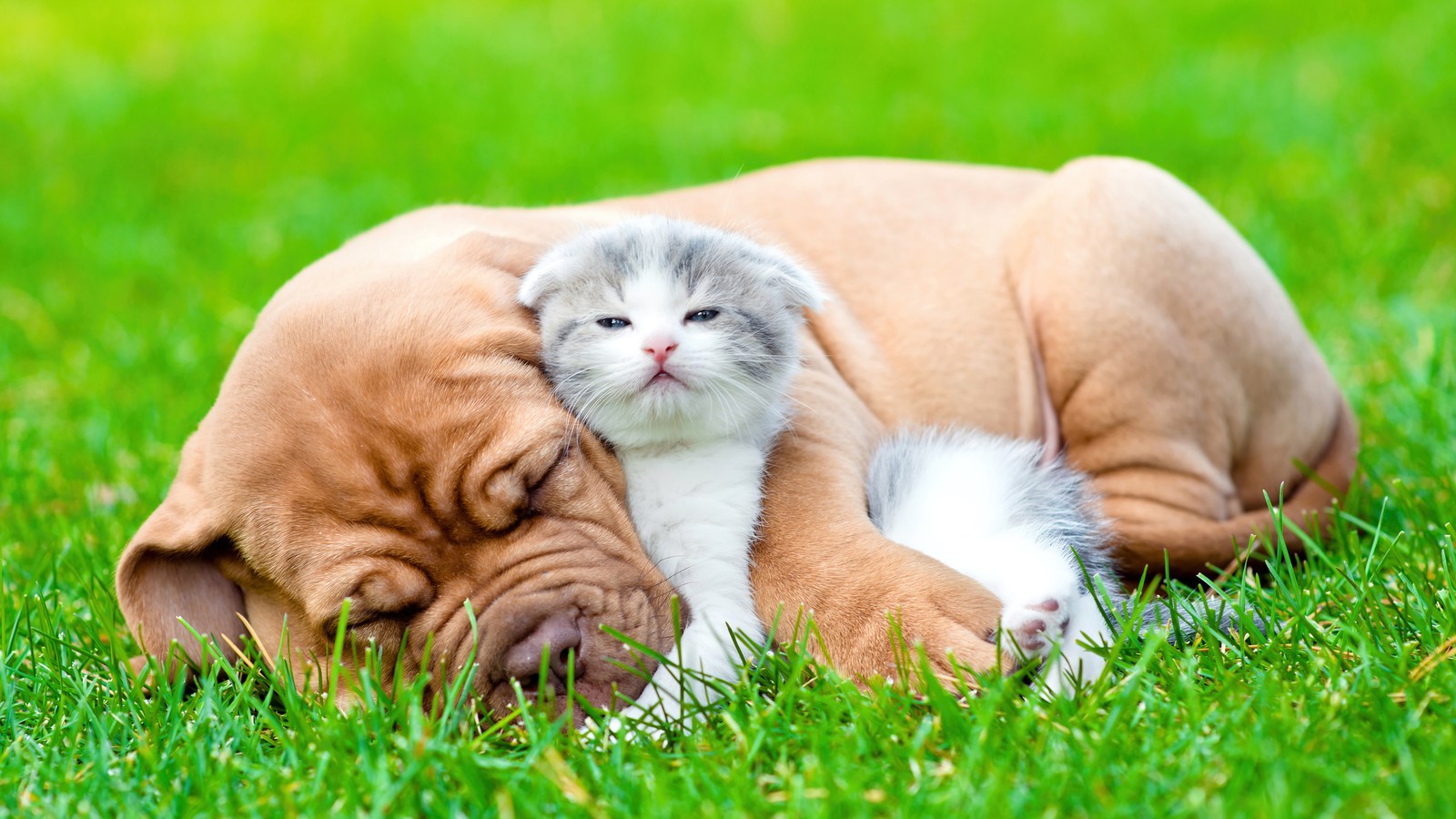 Um gato e uma mulher se aconchegando juntos na grama (fofo, bulldog, gato, gatinho, animais)