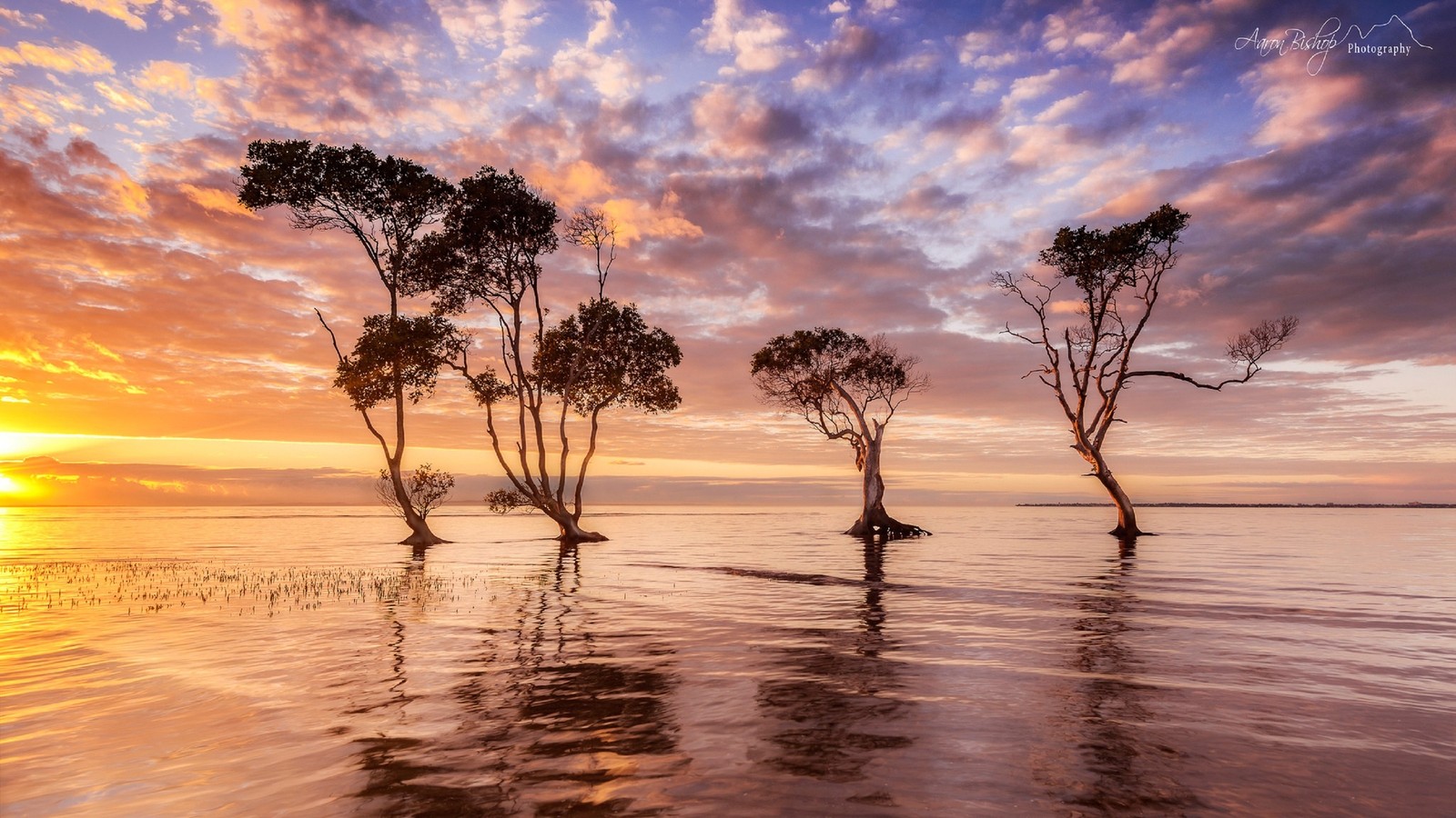 Um grupo de árvores na praia ao lado do oceano (reflexo, costa, árvore, por do sol, horizonte)