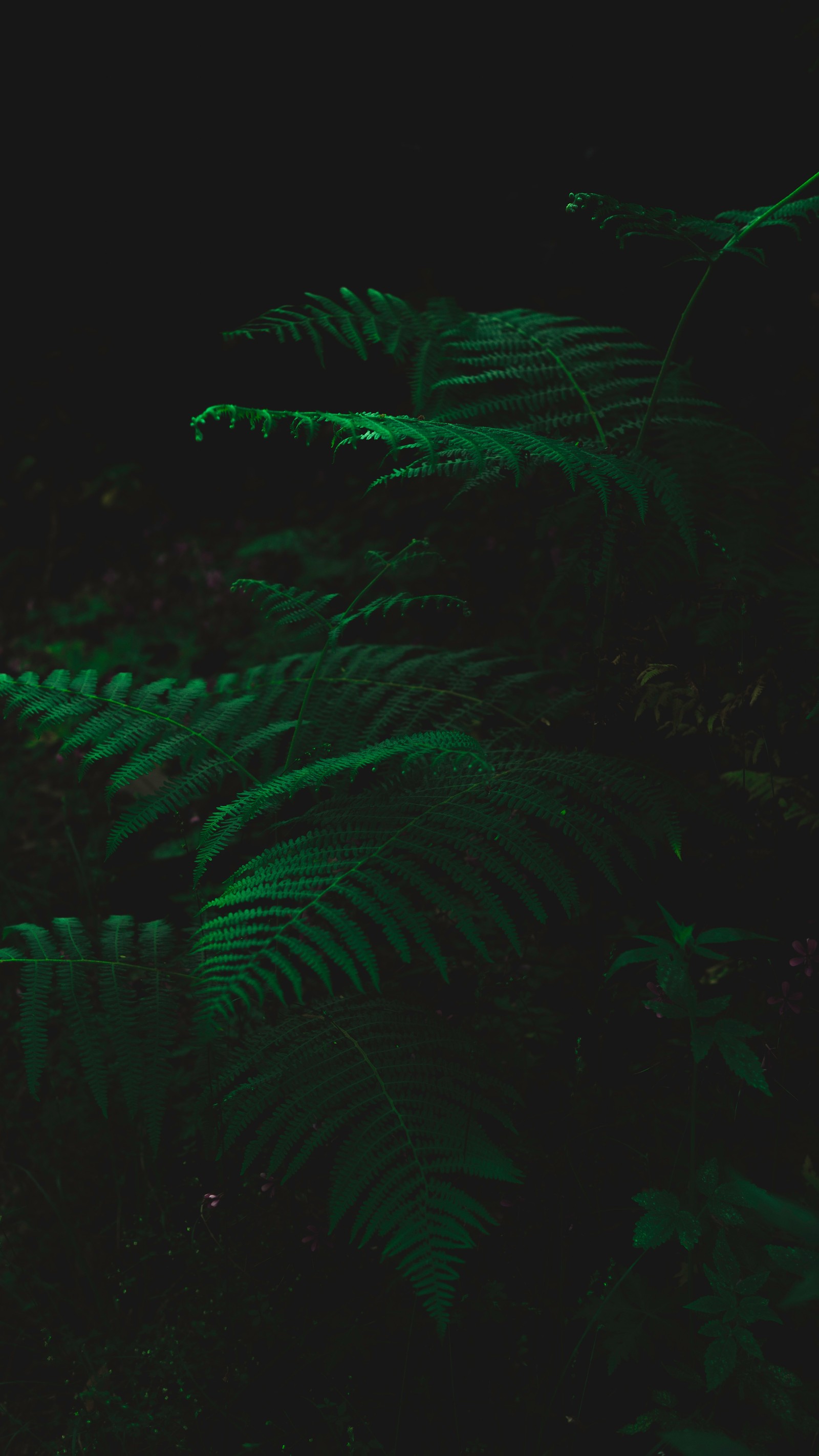 There is a green plant with a black background (leaf, green, black, darkness, technology)