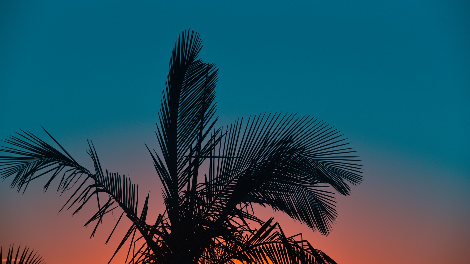 Arafed palm tree silhouetted against a sunset sky with a blue sky (tree, palm tree, plant, woody plant, music)