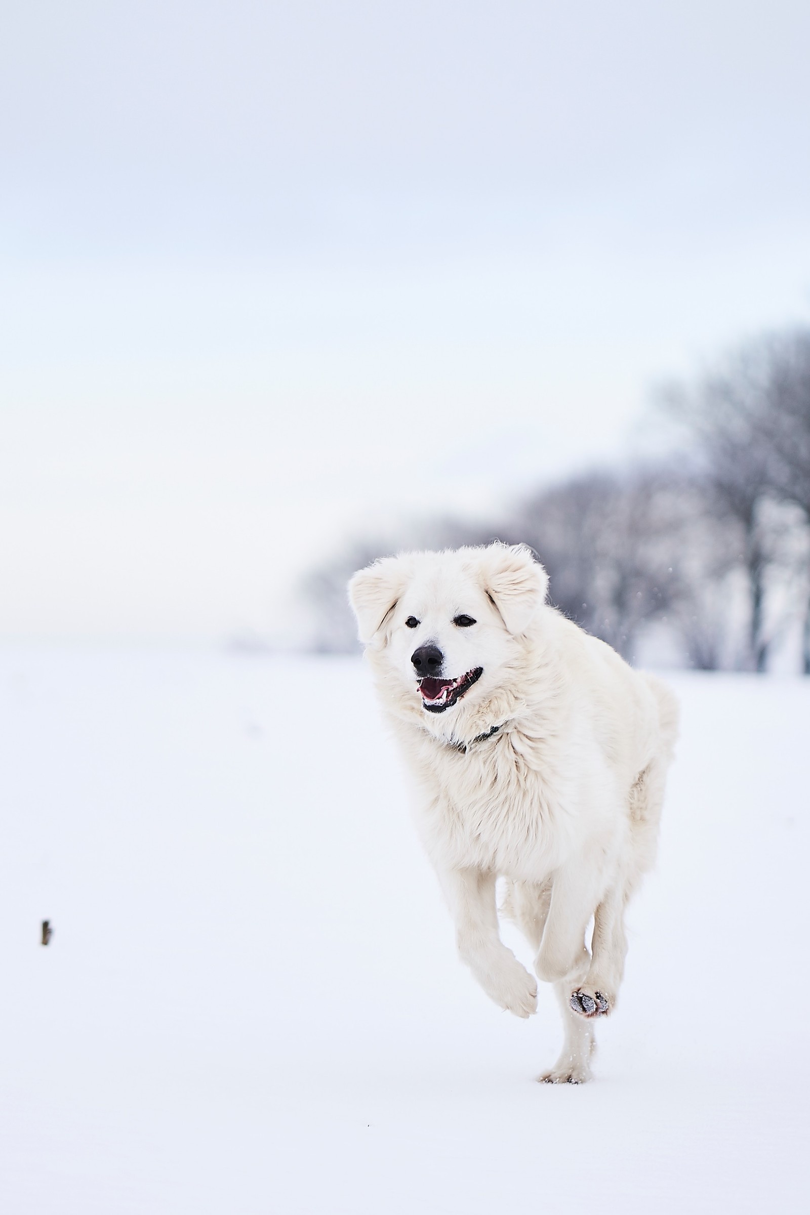 There is a white dog running in the snow with a frisbee (great pyrenees, dog breed, dog, canidae, snow)