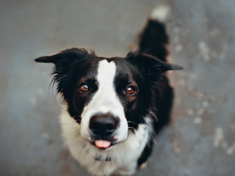 Черно-белая собака с белым лицом (бордер колли, border collie, колли, щенок, порода собак)