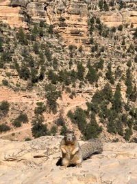 Squirrel Amidst Grand Canyon's Geological Splendor