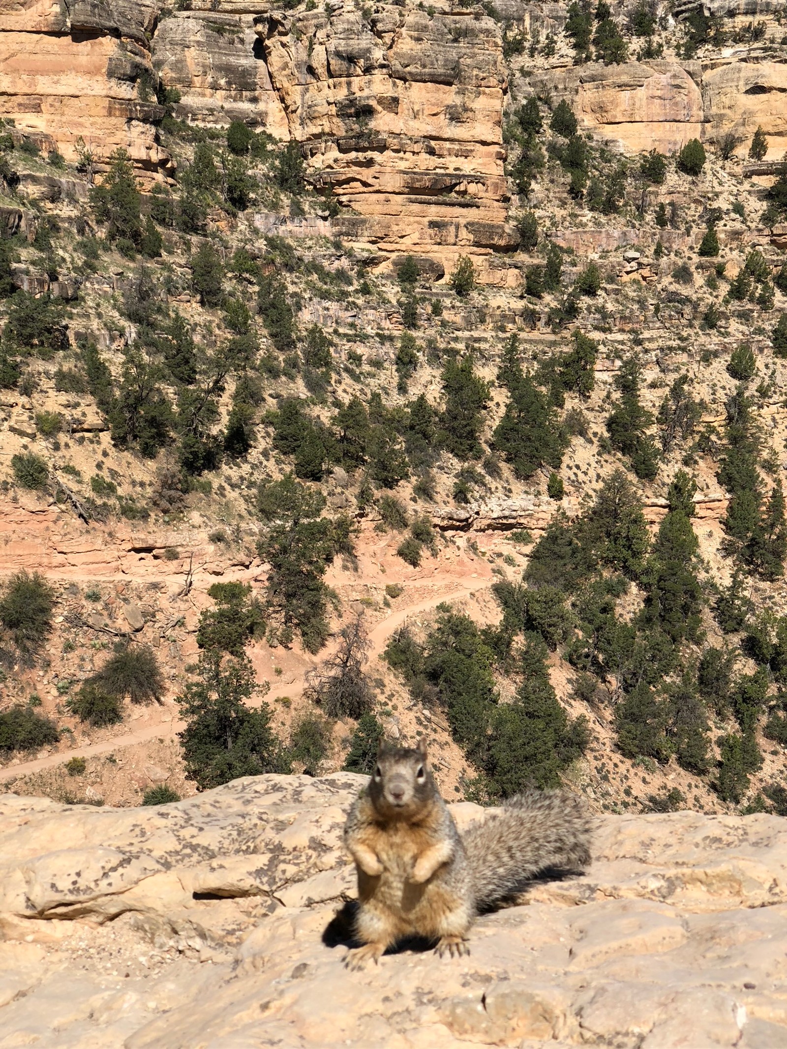 grand canyon national park, bedrock, terrestrial animal, geology, rock wallpaper