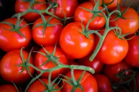 Lebendige rote Tomaten frisch geerntet von lokalen Bauernhöfen