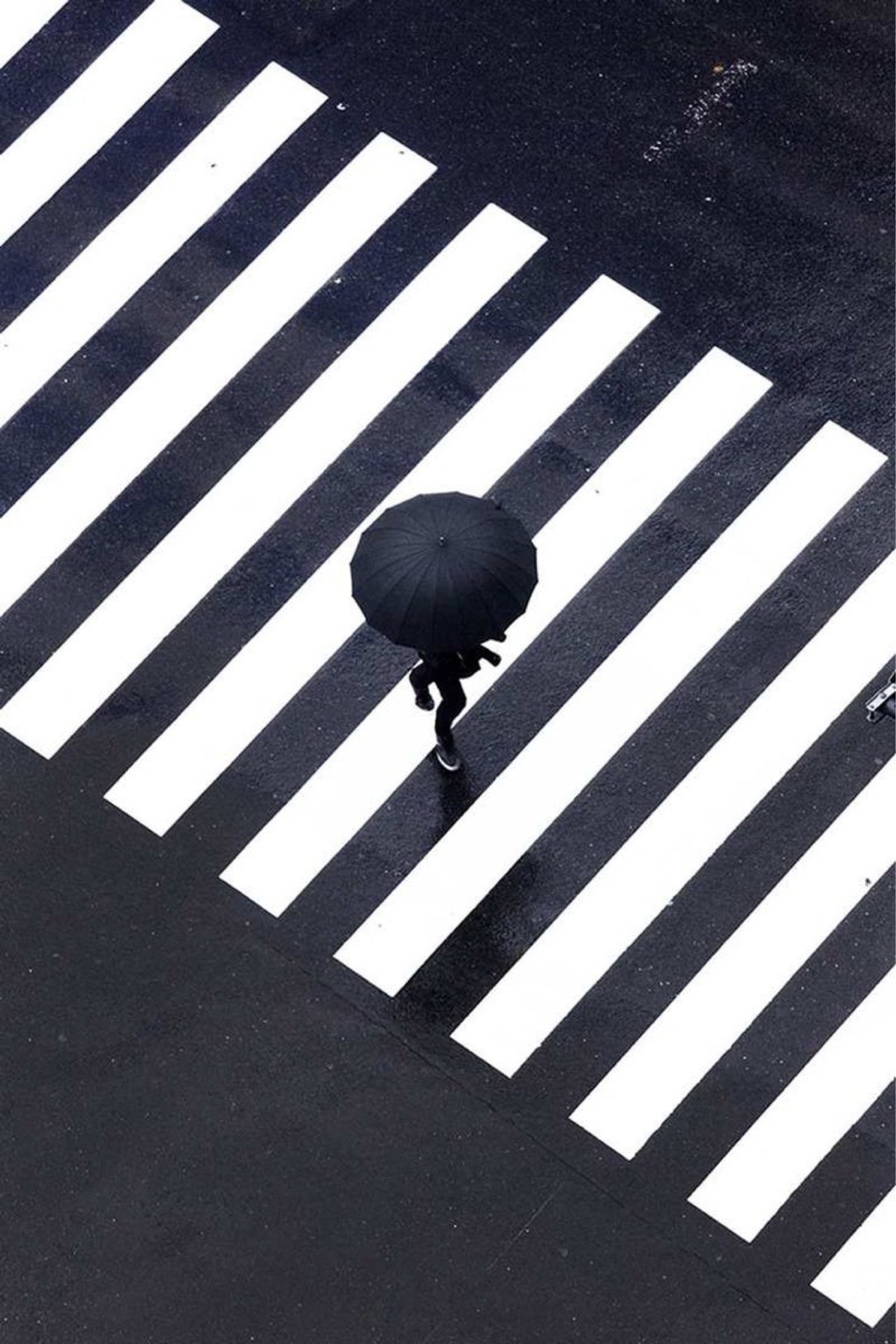 Una jirafa cruzando la calle con un paraguas bajo la lluvia (asfalto, gesto, gris, superficie de la carretera, blanco y negro)