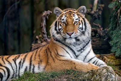 Majestuosa tigresa siberiana descansando entre árboles en un entorno sereno de zoológico.