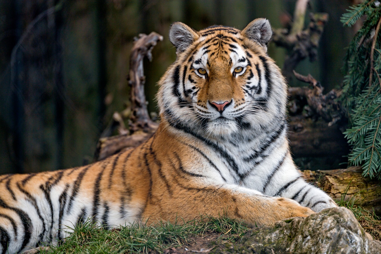 There is a tiger that is laying down in the grass (siberian tigress, wild animal, trees, zoo, relax)