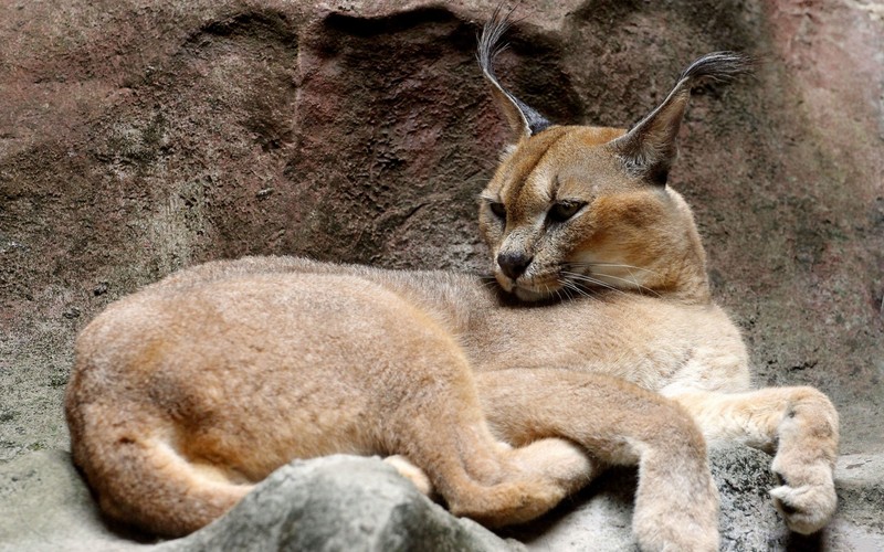 Кот, который лежит на камне (дикая кошка, каракал, дикая природа, наземное животное, большая кошка)