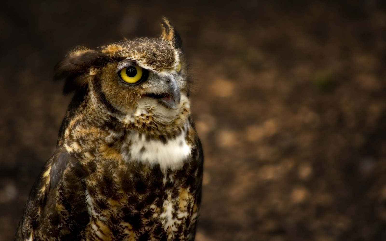 Téléchargez le fond d'écran grand duc damérique, hibou des neiges, oiseau de proie, oiseau, faune