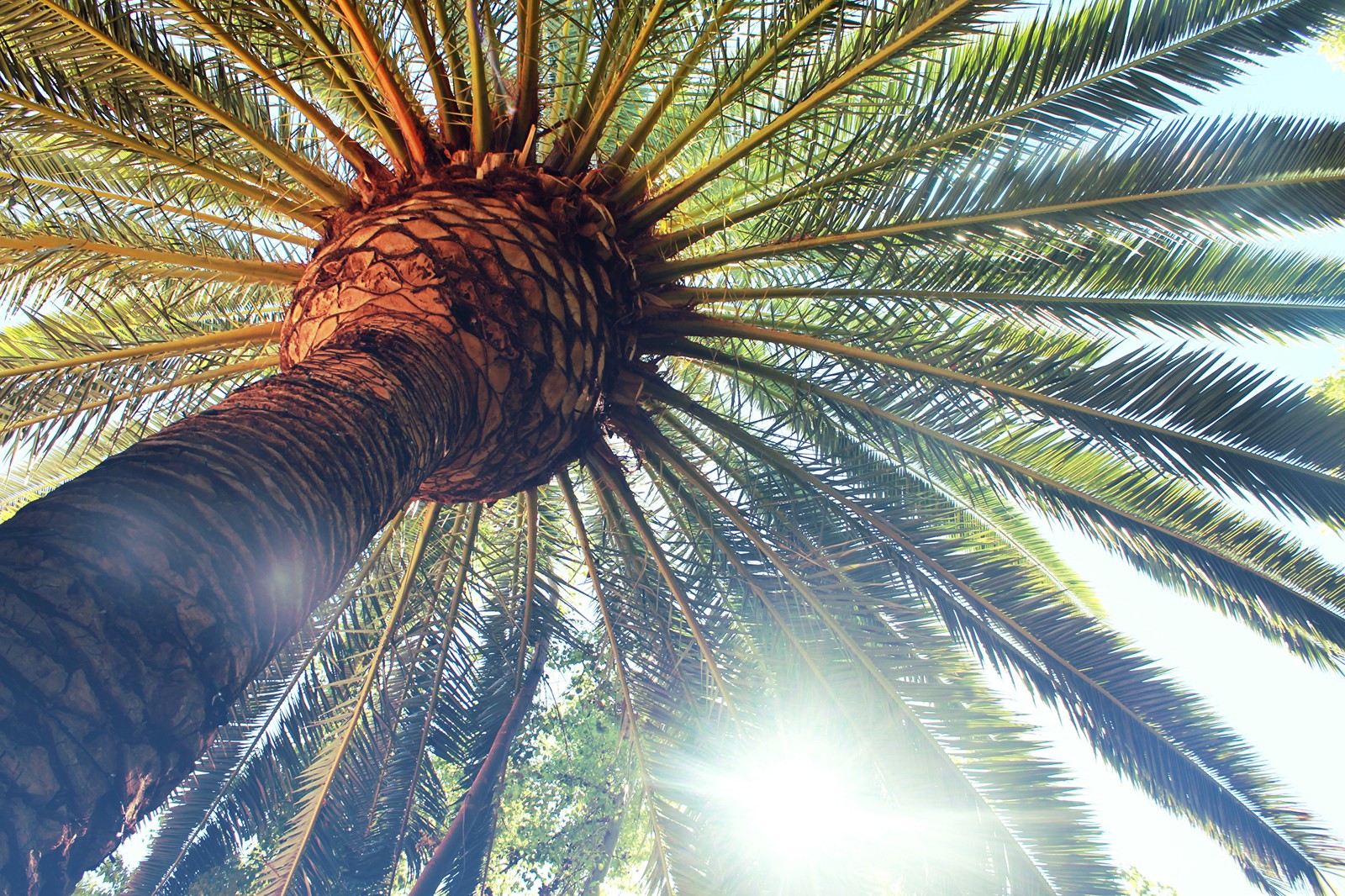 A close up of a palm tree with the sun shining through it (palm trees, tree, palm tree, vegetation, plant)